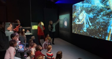 « La Minute de Véronique »-« Océan, Une Plongée Insolite » au Muséum national d’Histoire Naturelle avec les GS et les MS- 16 décembre 2019