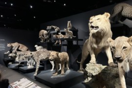 « La Minute de Véronique »: Exposition Les Félins au Muséum d’Histoire naturelle/avec les GS et les MS/lundi 16 octobre 2023